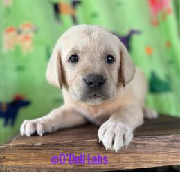Lassie - Yellow female Labrador Retriever puppy in Sullivan, Missouri from O’Dell Labs