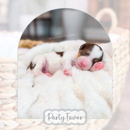 Party Favor - Brown and white male Bernedoodle puppy in Sulphur, Louisiana from Curly Q’s Of Carlyss