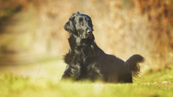 Find Flat-Coated Retriever puppies for sale