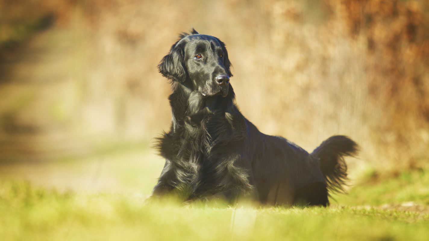 Flat-Coated Retriever
