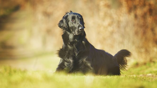 Flat-Coated Retriever