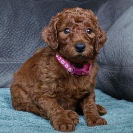Holly - Red  female Poodle puppy in Abilene, Texas from Mesquite Kennels