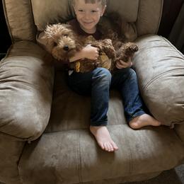 Goldendoodle, Poodle, and Shihpoo Puppies from Geise Meadow Doodles