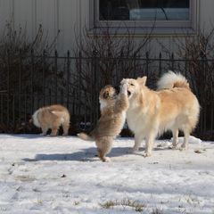 Icelandic Sheepdog All Grown Up from Tri-Star Icelandics