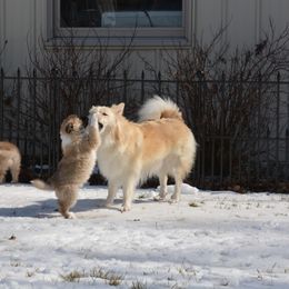 Icelandic Sheepdog All Grown Up from Tri-Star Icelandics