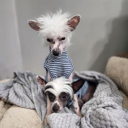 Chihuahua and Chinese Crested Puppies from Western Kentucky Chihuhua and Chinese Crested
