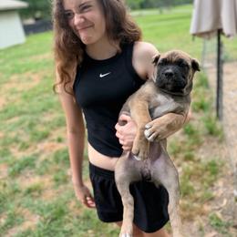 Brown collar - Fawn female Cane Corso puppy in Opelousas, Louisiana from Azelees Cane Corso