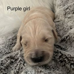 Purple girl - Light golden female Golden Retriever puppy in Morris, Connecticut from Sterling Goldens