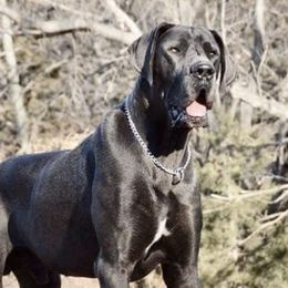 Great Danes from Solomon  Valley Great Danes.