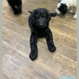 Poodle Puppies from Sarah’s Standards