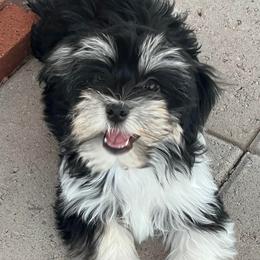 CAPRI - Black and white female Havanese puppy in Pima County, Arizona from Havanese of the Sonoran Desert