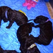 Irish Water Spaniel Puppies from Ballyhoo