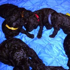 Irish Water Spaniel Puppies from Ballyhoo
