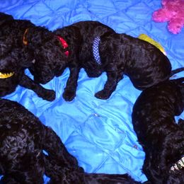 Irish Water Spaniel Puppies from Ballyhoo