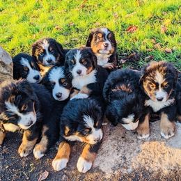 Bernese Mountain Dog Puppies from Black Forest Bernese