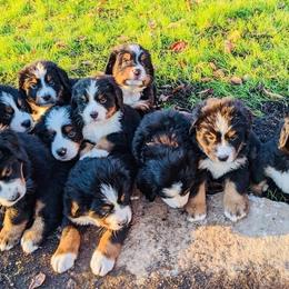 Bernese Mountain Dog Puppies from Black Forest Bernese