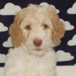 Light Pink Collar Girl (Pheobe) - Poodle puppy in Sugar Hill, Georgia from Secret Cove Standard Parti Poodles
