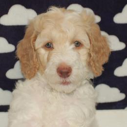 Light Pink Collar Girl (Pheobe) - Poodle puppy in Sugar Hill, Georgia from Secret Cove Standard Parti Poodles