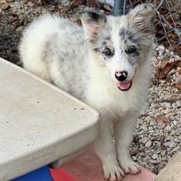 Daisy - White and blue merle female Border Collie puppy in Shell Knob, Missouri from Stoneridge Kennel