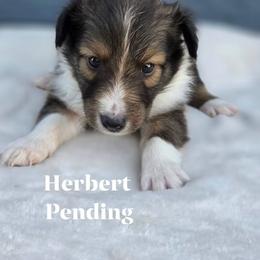 Herbert - Sable and white male Shetland Sheepdog puppy in Gladbrook, Iowa from T Triple C Shelties