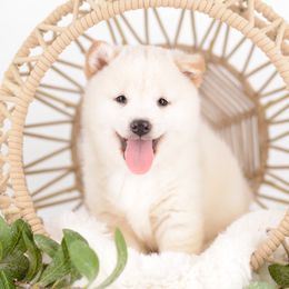 Iro Cream Boy - Cream male Shiba Inu puppy in Neosho, Missouri from Sunny Terrace Shibas