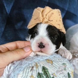 Nutcracker Prince - Tri-color male Cavapoo puppy in Tucson, Arizona from Cavapoo Puppy Parade