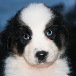 Australian Shepherd, Goldendoodle, and Poodle Puppies from 5AFarms