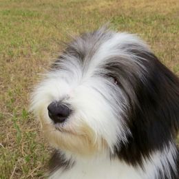 Bearded Collie Puppies from Ragtyme