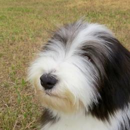 Bearded Collie Puppies from Ragtyme