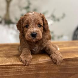 Biscotti boy - Red  male Goldendoodle puppy in Rio Linda, California from Plush Doodles