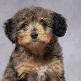 Bernedoodles, Cavalier King Charles Spaniels, Cavapoos, and Poodles from Grandeur Valley Puppies