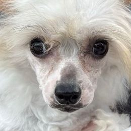 Shrimp - Sable male Chinese Crested puppy in Lutz, Florida from Halcyon Chinese Cresteds