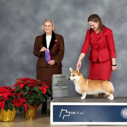 Maddie - Pembroke Welsh Corgi