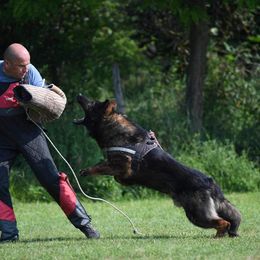 Niko - German Shepherd