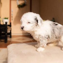 Aussiedoodle and Goldendoodle Puppies from Ever After Doodles Arizona