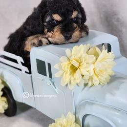 Black and tan girl - Black and tan female Cavapoo puppy in Ossian, Indiana from Sharices Cavapoos