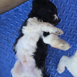 Springerdoodle Puppies from 64 Farm
