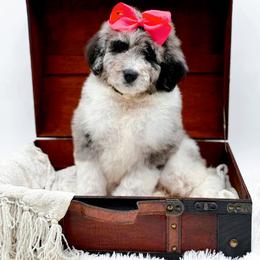 Skye - Blue merle female Bernedoodle puppy in North Carolina from NC Doodle Puppies