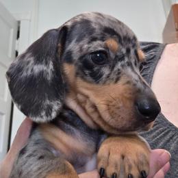 Dark blue collar black and tan dapple boy - Dapple male Dachshund puppy in Caldwell, Idaho from Dozendachs