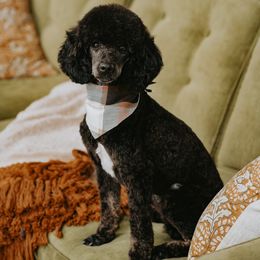 Jett - Poodle