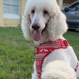 Goldendoodles and Poodles from Natalia Ovalle