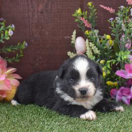 Sleepy - Black & white male Australian Shepherd puppy in Fallon, Nevada from Double H Australian Shepherds