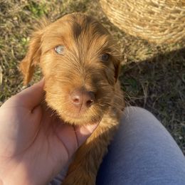Goldendoodle Puppies from Joe and Dogs