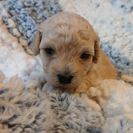 Copper - Fawn male Havapoo puppy in Blanch, North Carolina from Faithful Hearts Kennel