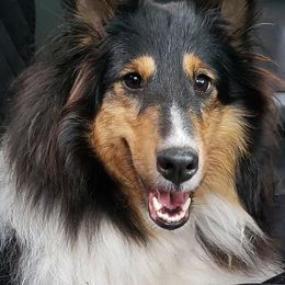 Adiley  - Shetland Sheepdog