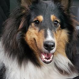 Adiley  - Shetland Sheepdog