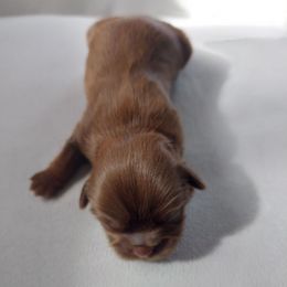 Noel - Sable male Shih Tzu puppy in Boston, Massachusetts from NFST IMPERIAL SHIHTZU PUPPIES
