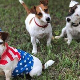 Pembroke Welsh Corgis and Russell Terriers from Rivermont Farm