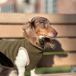 Boomer - Dapple male Dachshund puppy in Lakeland, Florida from Elite Doxies Florida