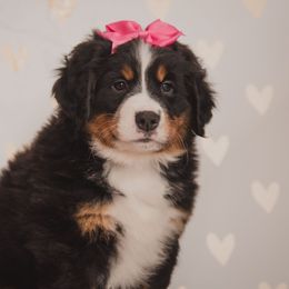 Bernese Mountain Dog and Golden Retriever Puppies from J & J Meadows